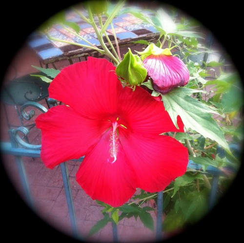 Margarita Red Hibiscus