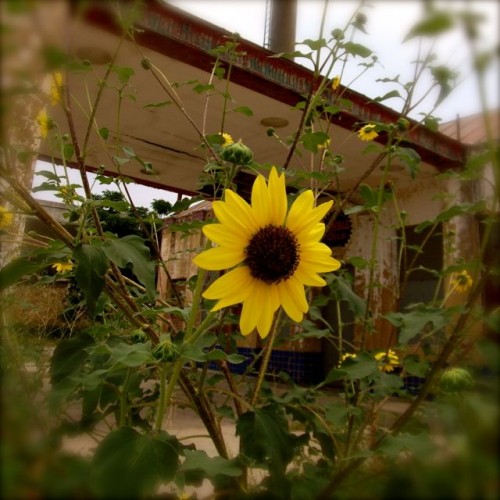Humble Oils Sunflower up close