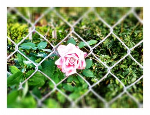 Fenced Rose