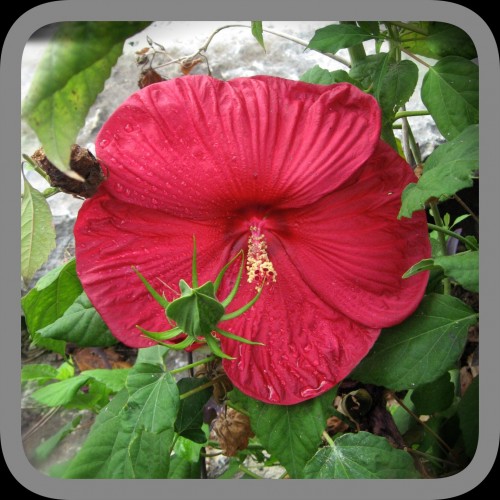 Modified Red Hibiscus