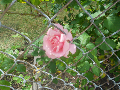 Fenced Rose