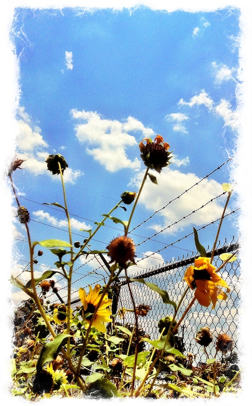 Late Sunflowers