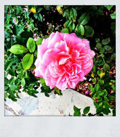 Durango Winter Rose
