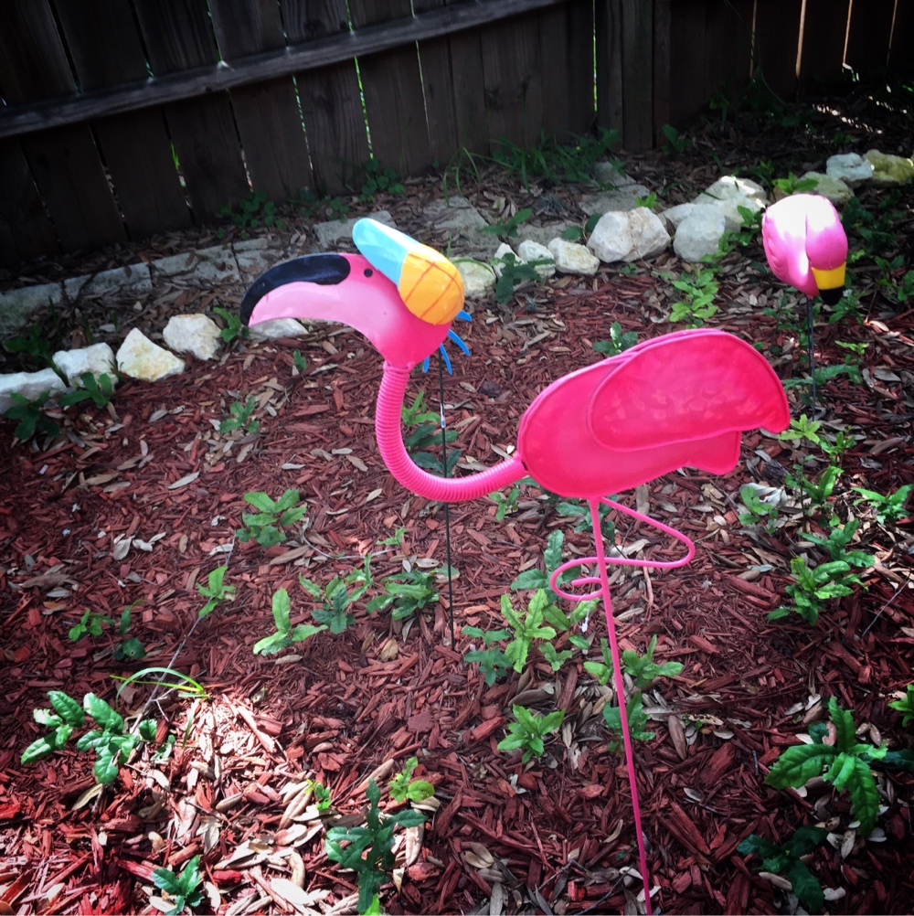 Backyard Flamingo