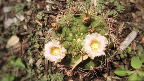 More Cactus Flowers