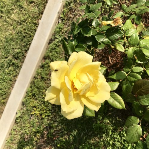 SAMMC Yellow Rose