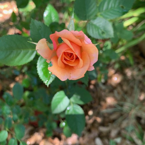 Backyard Rose